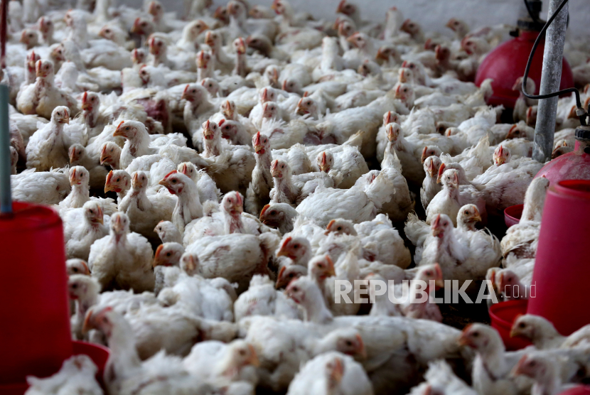 Ayam dipelihara di kandangnya di peternakan unggas setelah terkena flu burung