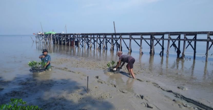 Prosesi penanaman dan perawatan Konservasi Mangrove Park yang berada di Desa Sekubang, Kalimantan Barat.