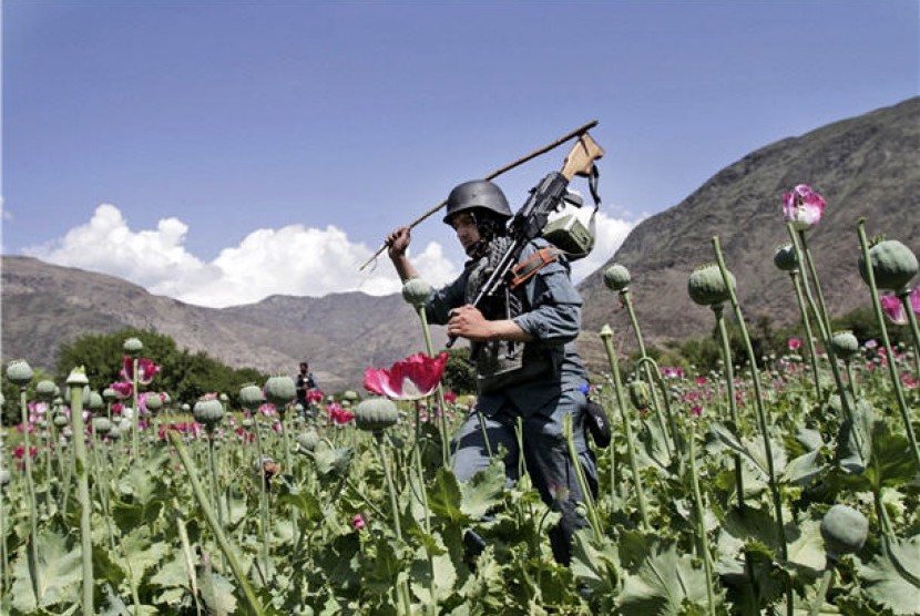 Petugas keamanan Afghanistan menghancurkan ladang opium di Noorgal, Provinsi Kunar, Afghanistan.