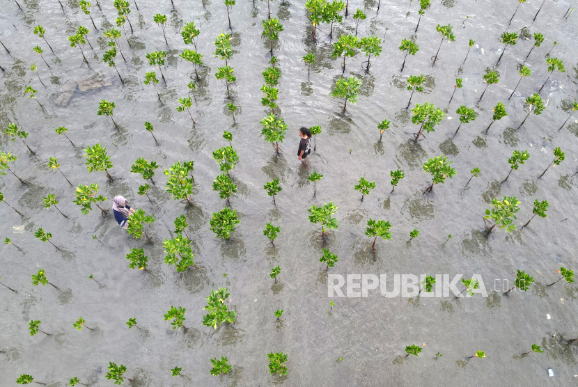 Negara-negara Afrika semakin beralih ke proyek restorasi mangrove.