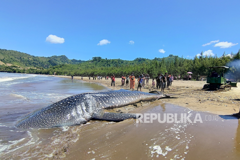 Sejumlah warga melihat proses evakuasi hiu paus (Rhincodon typus) yang terdampar dan mati di tepi Pantai Bayeman, Tulungagung, Jawa Timur, Jumat (23/4/2021). Hiu paus muda yang diperkirakan berumur antara 2-3 tahun dengan panjang 7,4 meter dan lingkar badan dua meter itu terdampar di perairan dangkal Pantai Gemah sejak Kamis (22/4) sekitar pukul 17.30 WIB setelah tubuhnya terjerat jaring pukat nelayan.