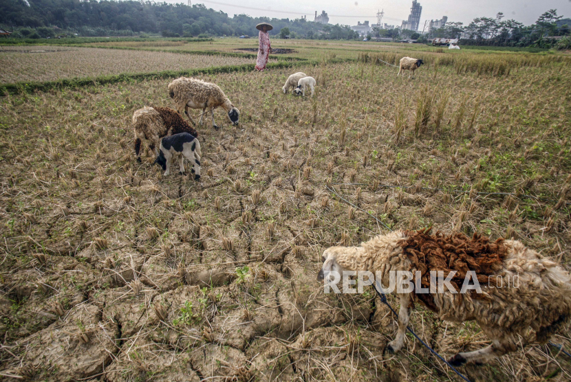 Media pemerintah Korea Utara (Korut) melaporkan pegawai negeri dan buruh pabrik dikerahkan ke lahan-lahan pertanian di seluruh negeri untuk bergabung mengatasi kekeringan.