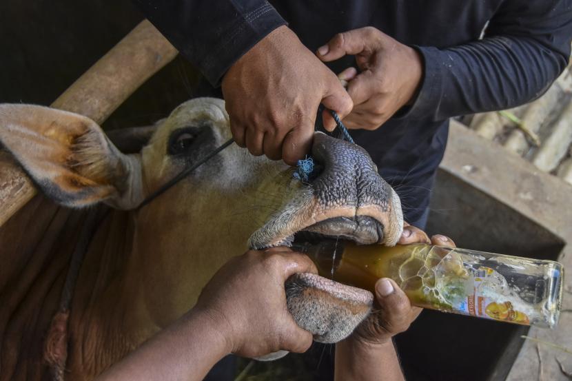 Peternak memberikan minuman jamu tradisional kepada sapi peliharaan di tengah wabah penyakit mulut dan kuku (PMK) yang menyerang hewan ternak di Desa Ciharalang, Kabupaten Ciamis, Jawa Barat, Selasa (17/5/2022)