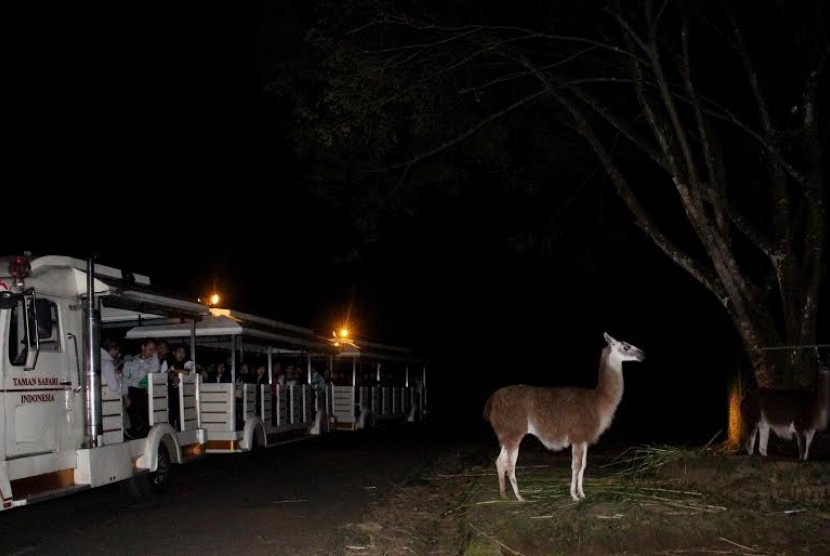 Taman Safari Buka Program Safari Malam Selama Libur Lebaran. Suasana safari malam di Taman Safari.