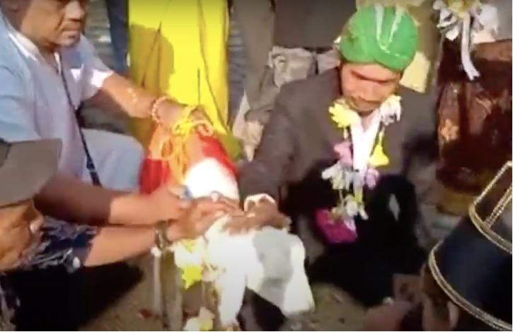 Viral Pria Nikahi Kambing Demi Konten, Kemenag: Hormati Sakralitas Lembaga Pernikahan