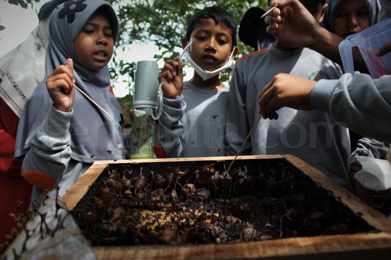 Edukasi Dini Madu Linot, Dekatkan Siswa dan Alam