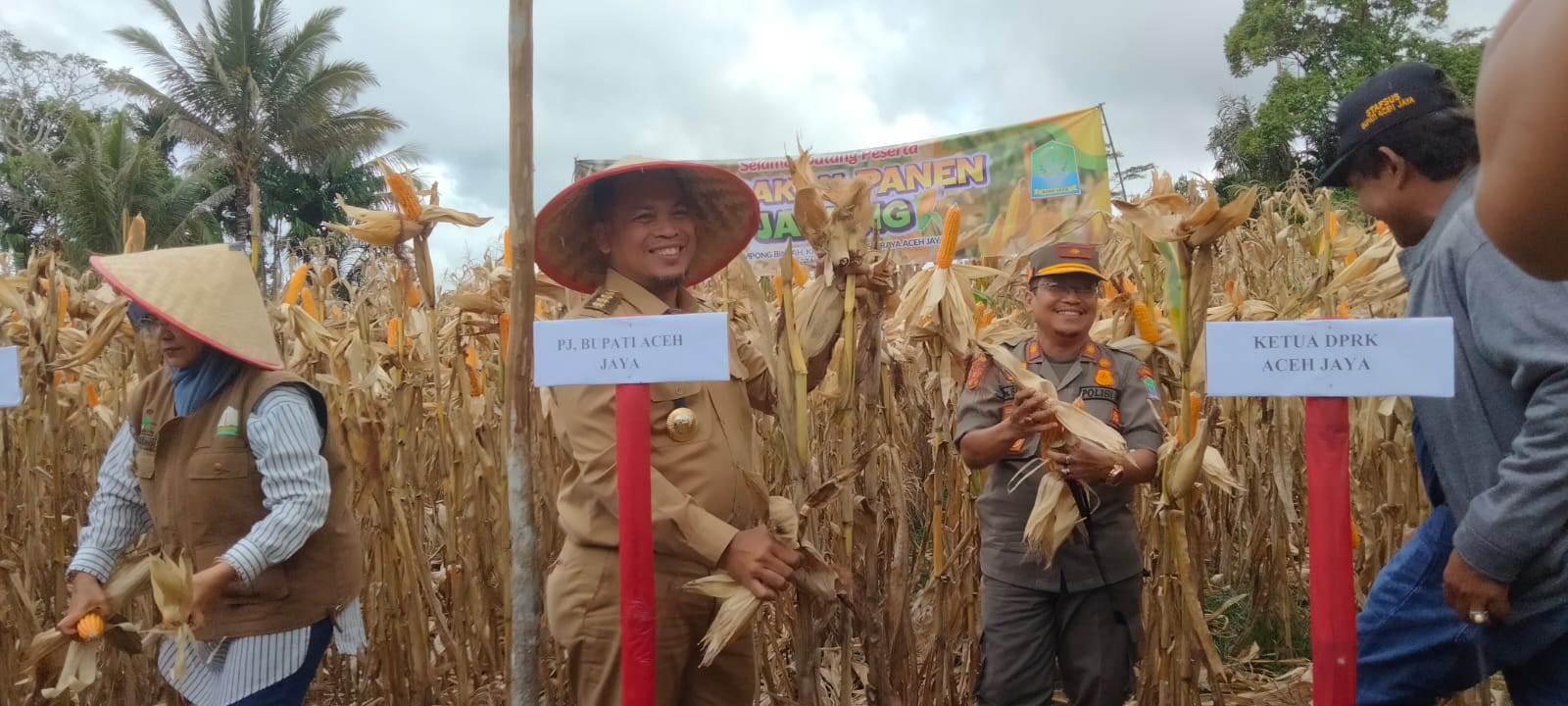 panen jagung