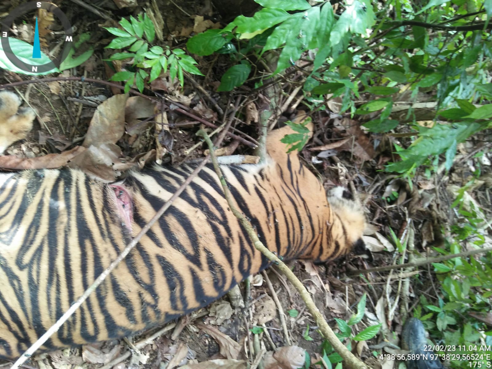Harimau Sumatera Dilaporkan Mati di Aceh Timur