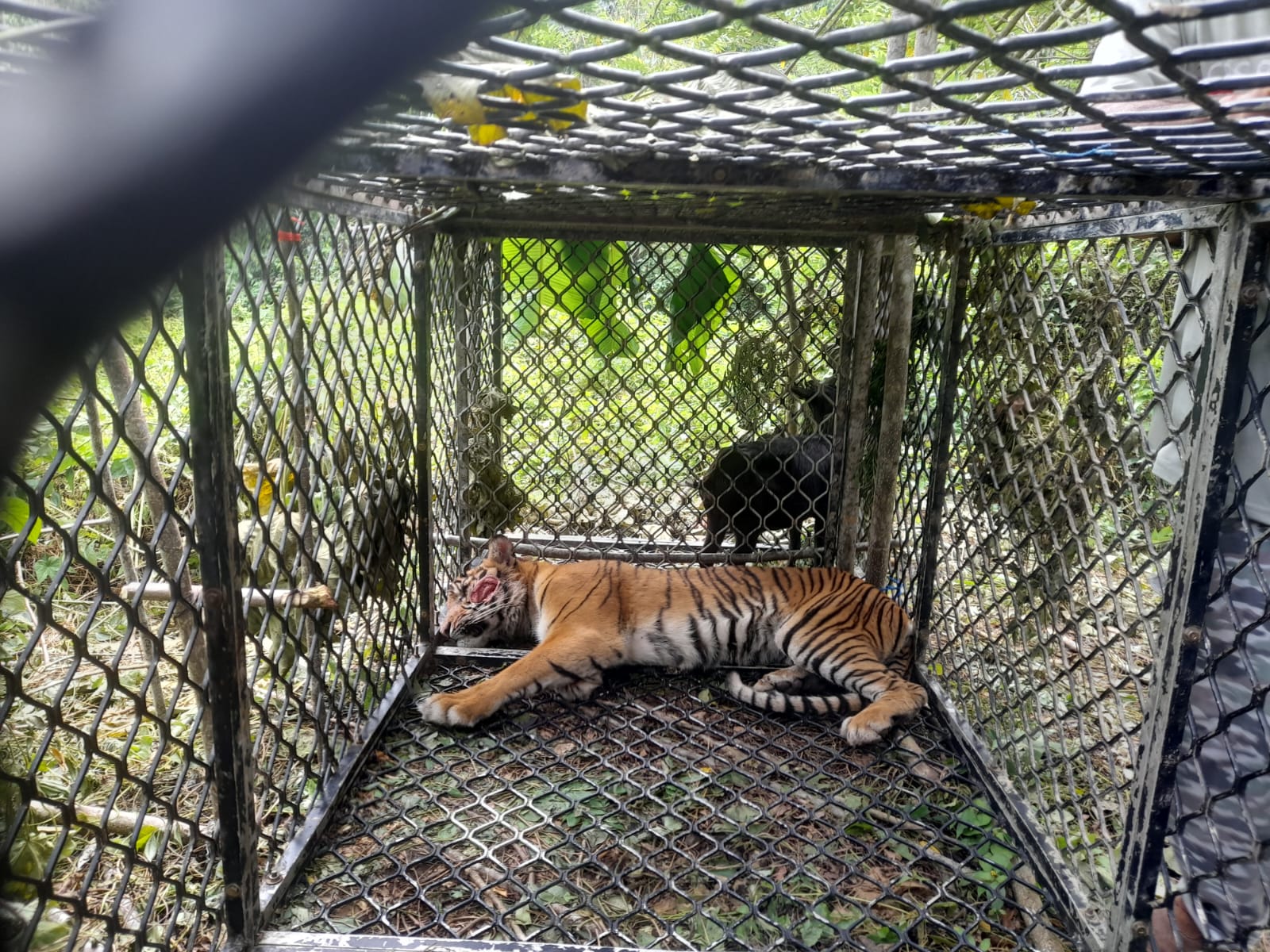 Harimau Serang Warga Aceh Selatan Ditangkap, Dibawa ke BKSDA