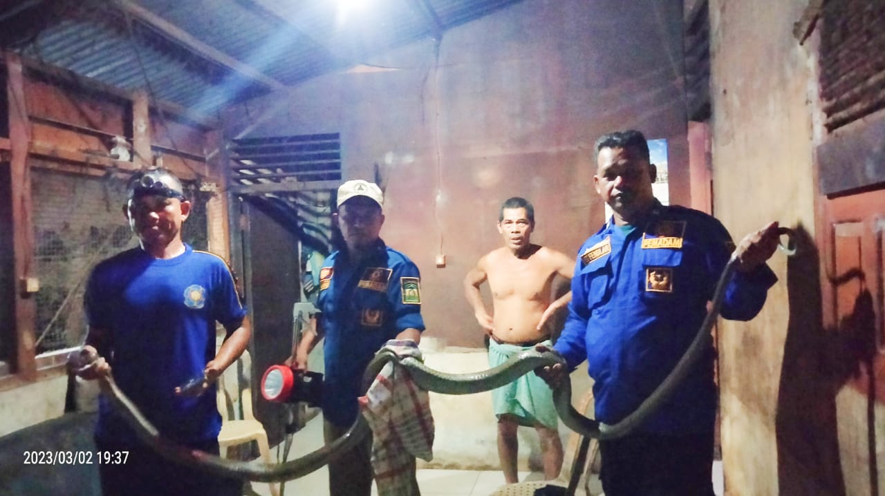 Ular Kobra 3,5 Meter Ngumpet di Dapur Rumah Warga Aceh Besar
