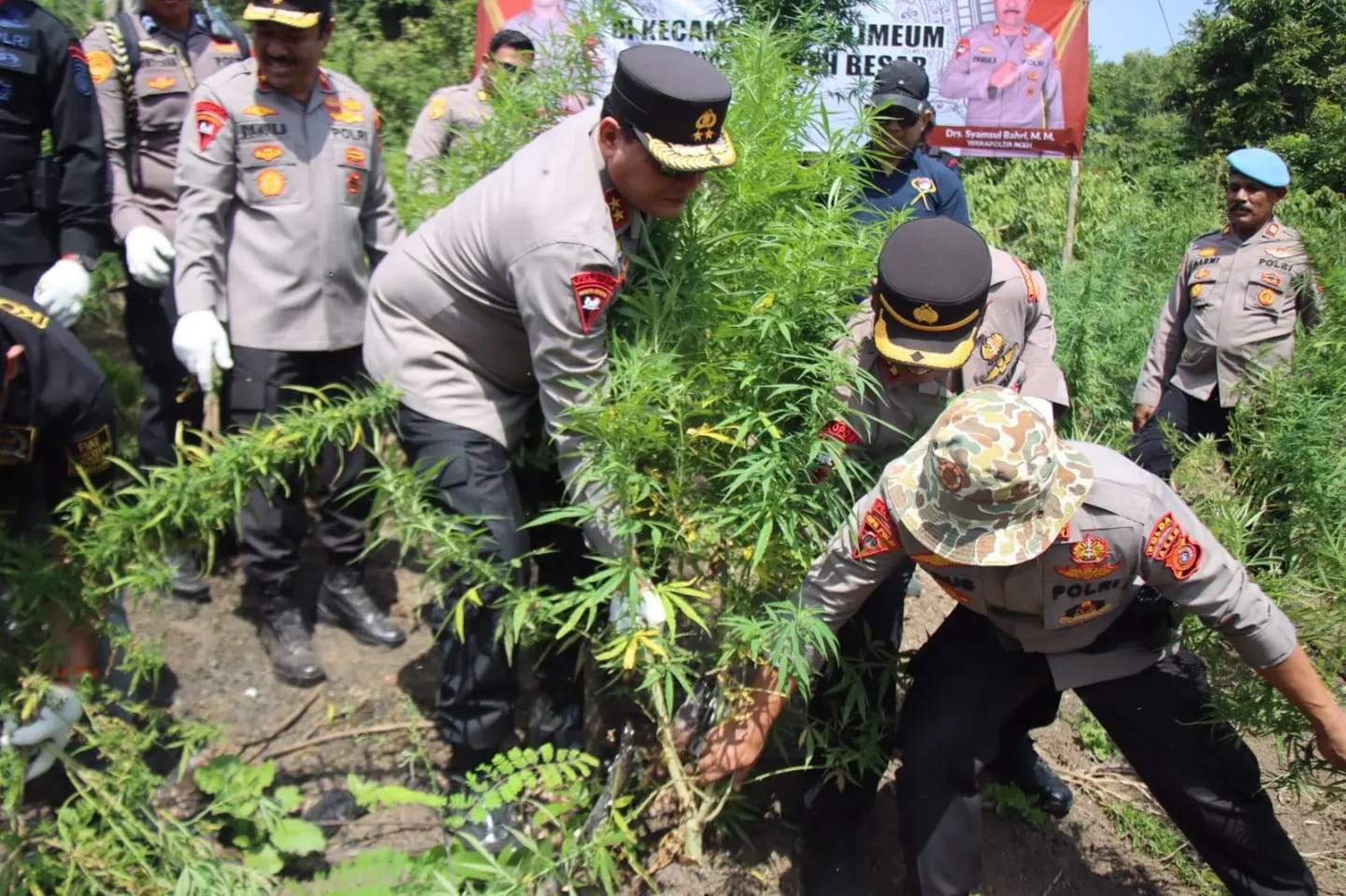 Polda Aceh Musnahkan 11 Hektar Ladang Ganja di Aceh Besar