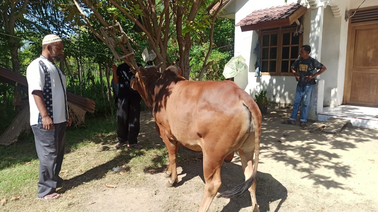 Dewan Dakwah Aceh Salurkan Hewan Qurban ke Daerah Perbatasan