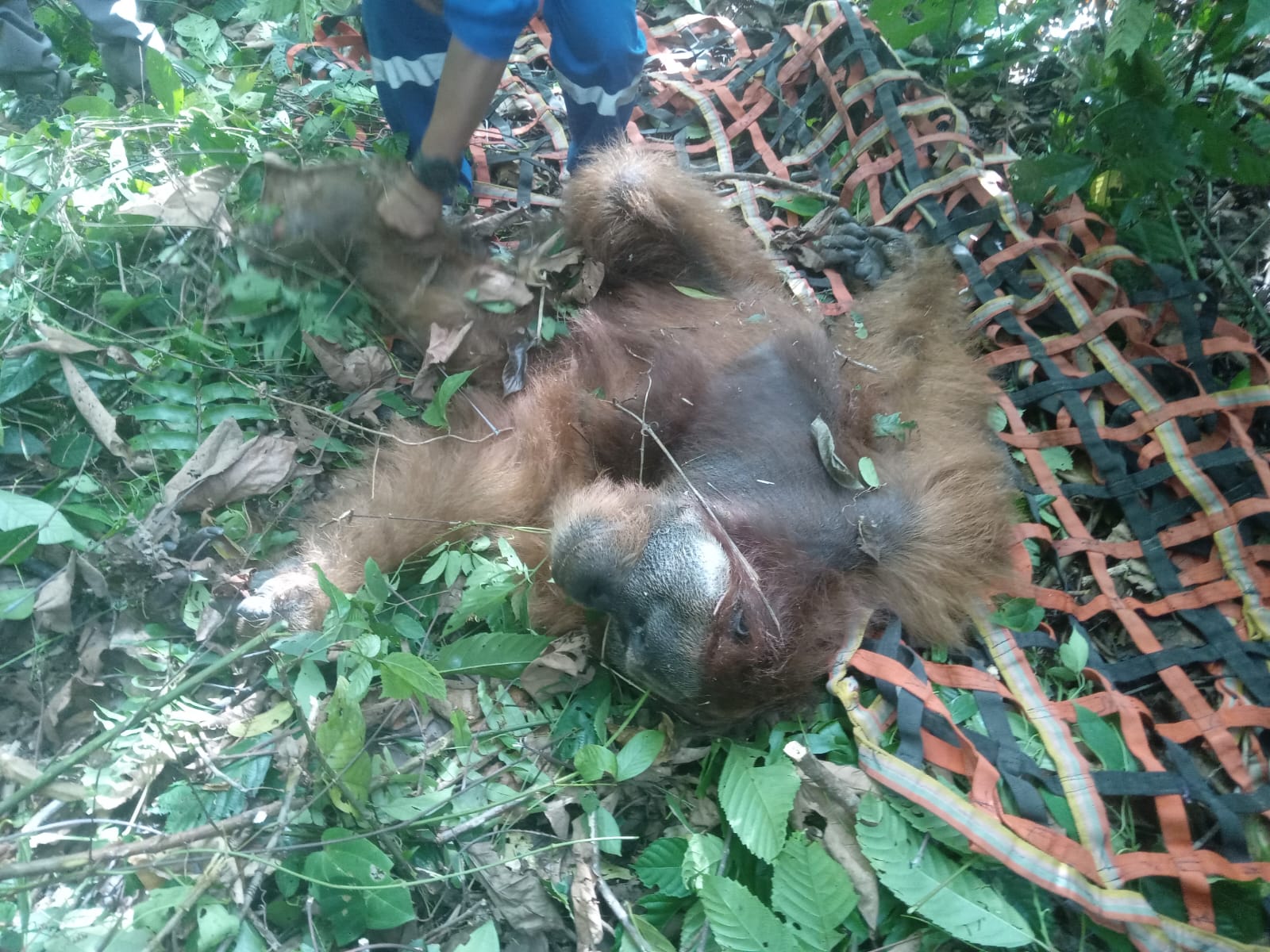 Alami Luka Serius Pasca Terjerat di Bakongan Aceh Selatan, Orang Utan Direhabilitasi ke Sumut