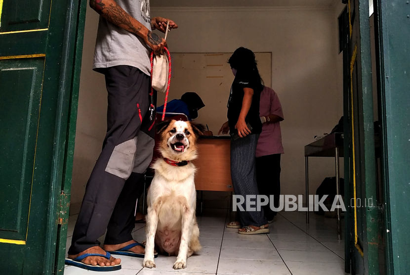 Warga membawa anjing untuk vaksinasi rabies Provinsi Bali menerima 200 ribu dosis vaksin rabies dari Kehutanan Australia.