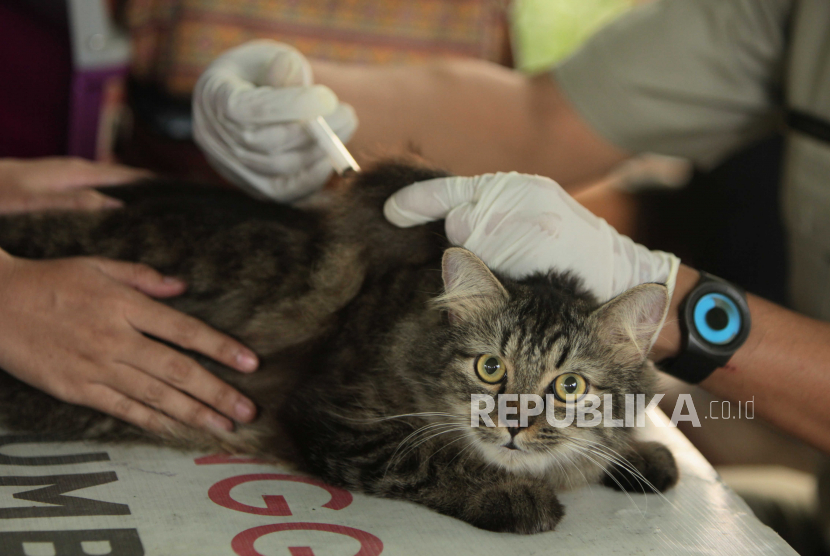 Petugas menyuntikan vaksin rabies kepada kucing di Kantor Kelurahan Manggarai Selatan, Jakarta Selatan, Senin (10/7/2023). Dinas Kesehatan DKI Jakarta mencatat terdapat 1.733 kasus Gigitan Hewan Penular Rabies (GHPR) pada Juni 2023, yang meningkat sebanyak 206 kasus dari total 1.527 kasus pada Mei 2023. Namun DKI Jakarta masih tetap berstatus bebas rabies.