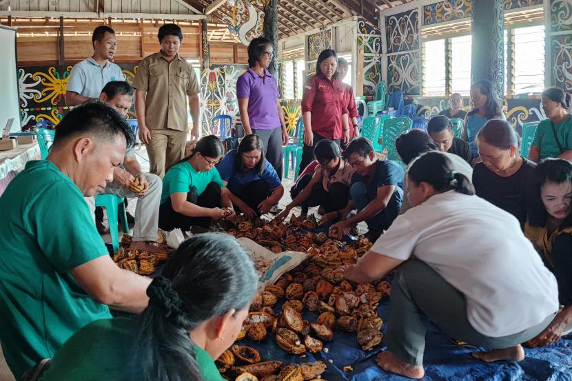 Upaya pengembangan perkebunan kakao milik Kelompok Tani Lalut Isau di Desa Lung Anai, Kalimantan Timur.