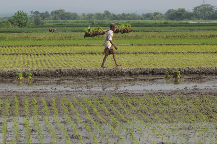 Seorang petani memikul benih di wilayah Sawit, Boyolali, Jawa Tengah. Sebagian kecil wilayah Jateng mengalami kekeringan ekstrem.