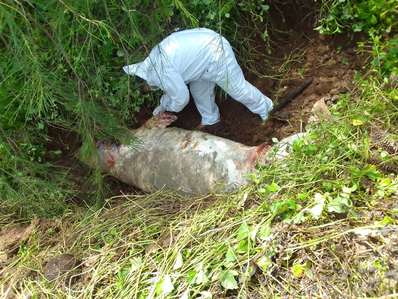 Bangkai Ikan Duyung Ditemukan di Pantai Calang