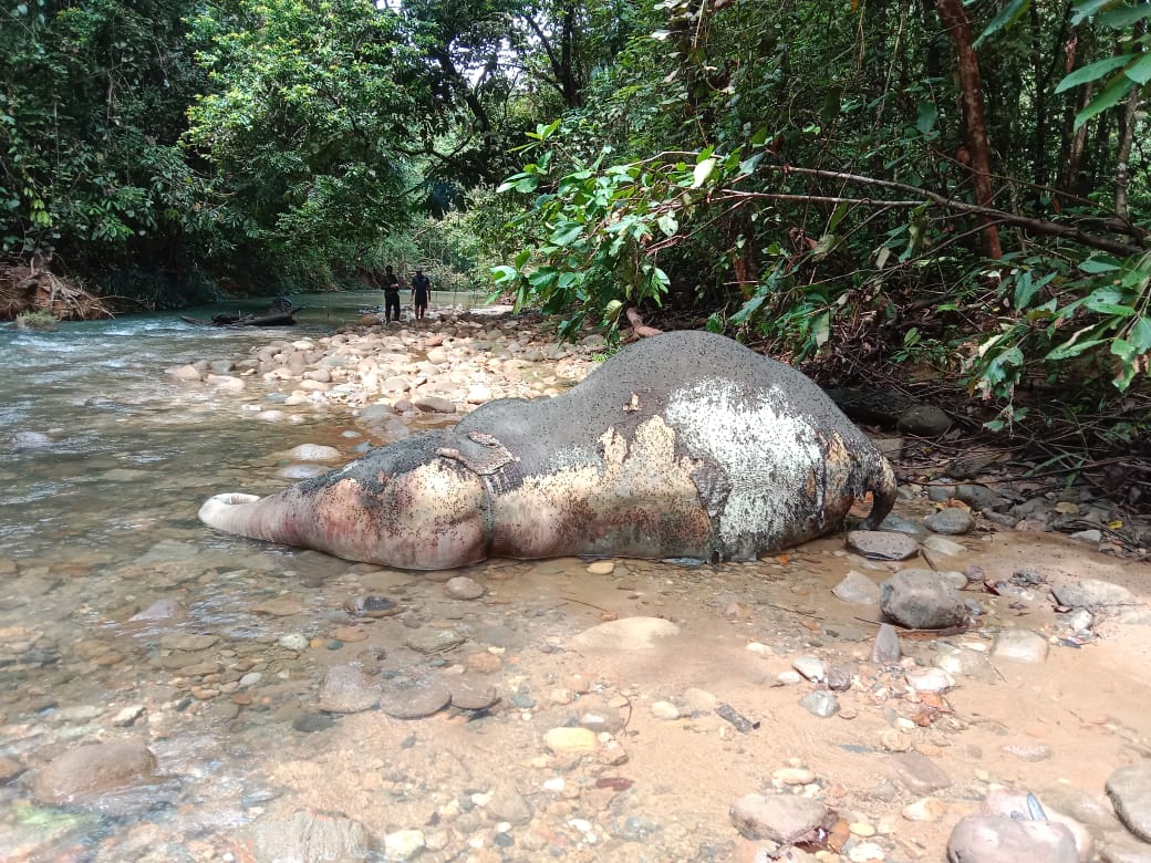 Seekor Anak Gajah Ditemukan Mati di Aceh Barat