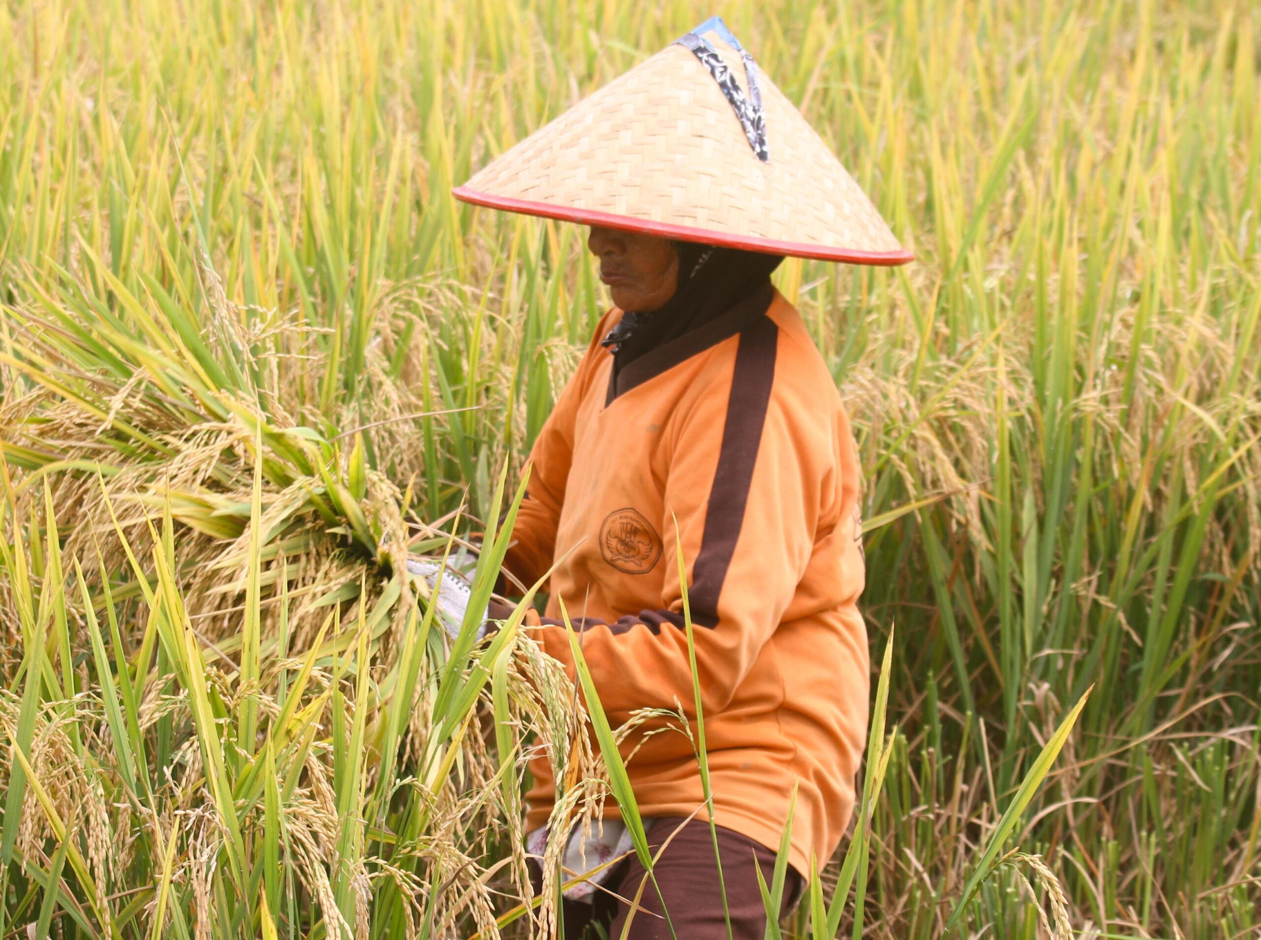 petani padi aceh besar