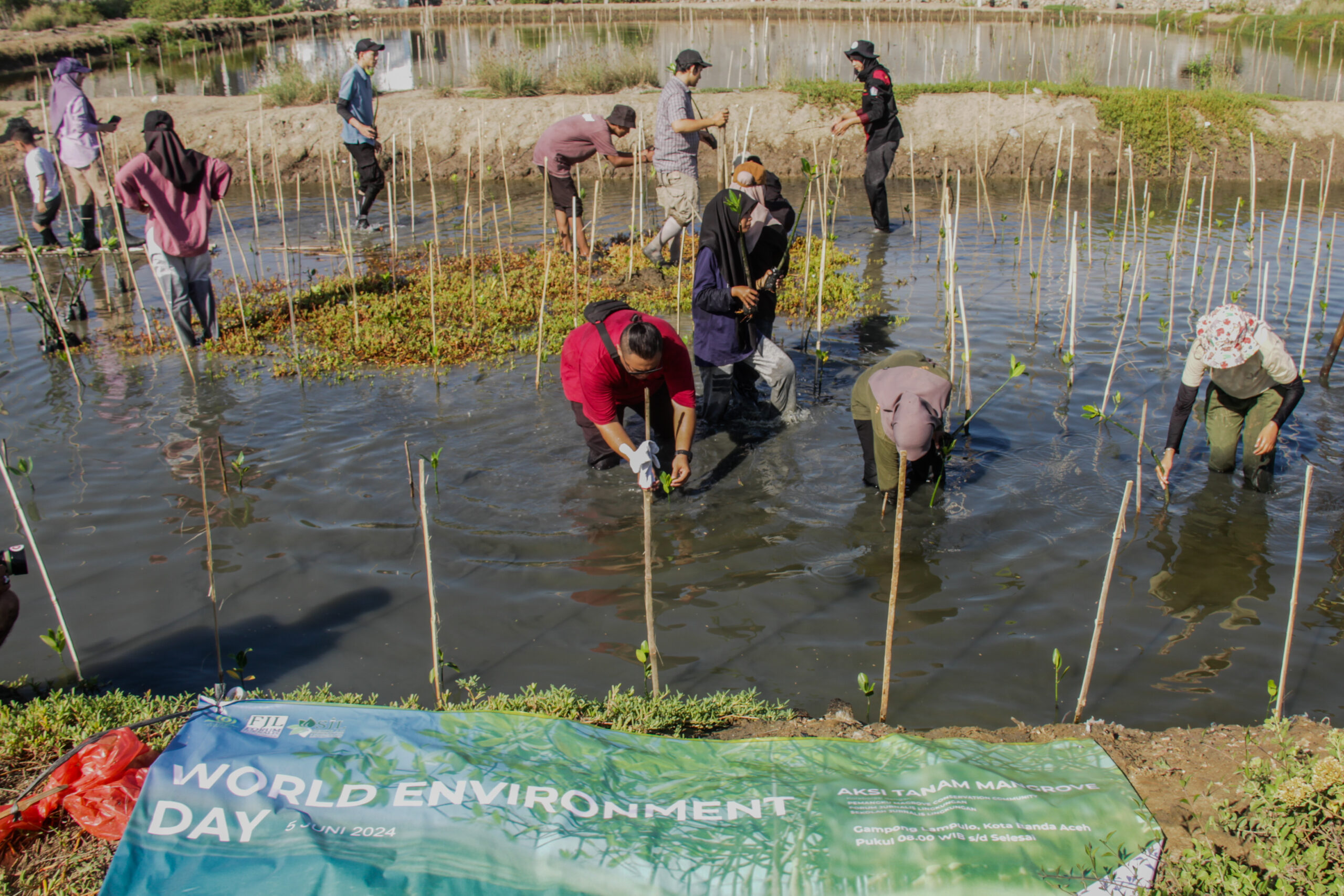 Peringati Hari Lingkungan Sedunia, FJL Tanam Mangrove di Pesisir Pantai Lampulo