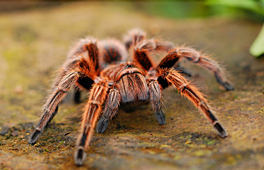 Cara Tidak Biasa Tarantula Hadapi Semut Tentara