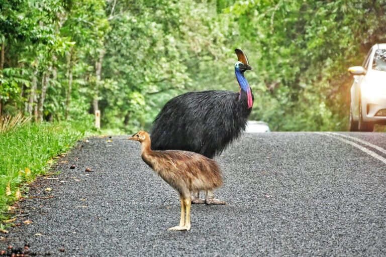 Hati-hati! Inilah 6 Burung Paling Berbahaya di Dunia, Salah Satunya Kasuari dari Indonesia