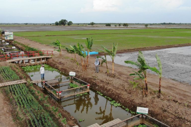 Menyoal Food Estate, Ancaman Kemandirian Pangan Masyarakat