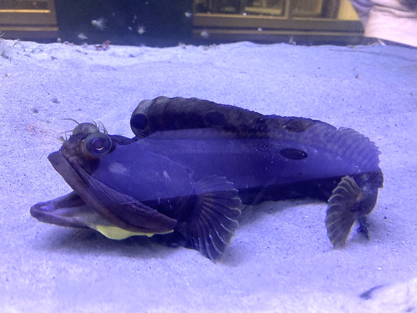 Misteri di Balik Mulut Lebar Ikan Pemarah Sarcastic Fringehead