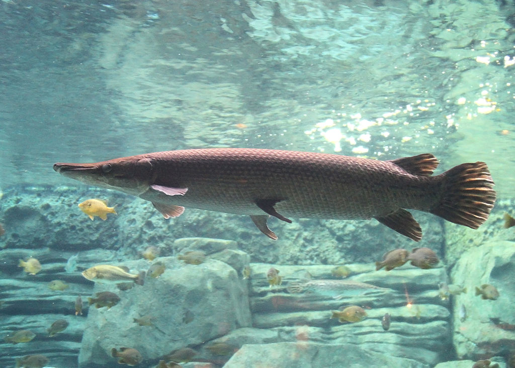 Aligator gar, “Ikan Fosil” Penyebab Masalah di Perairan Indonesia