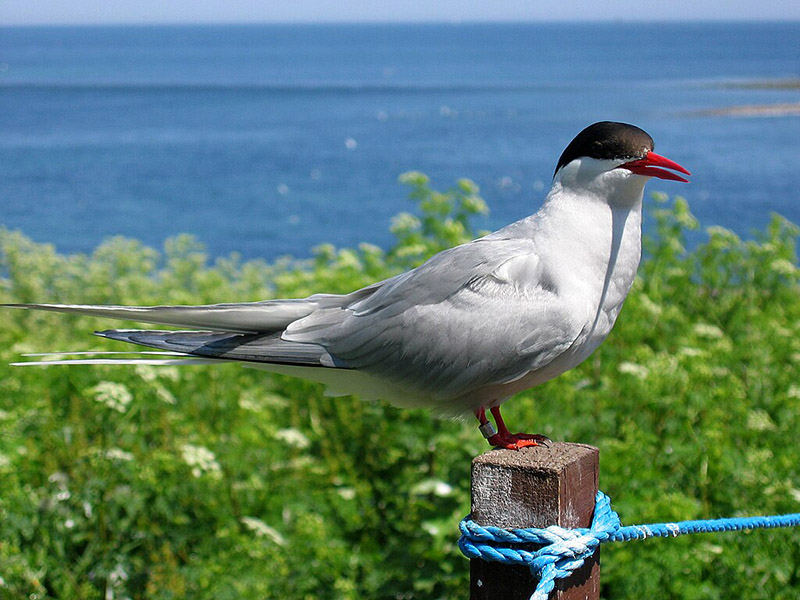 Burung Laut Arktik, Juara Migrasi Terjauh Sedunia
