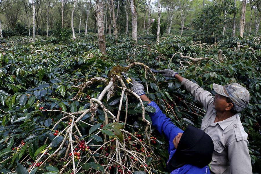 Petani Kopi Arabika Gayo Cemas Dampak Kehadiran Perusahaan Tambang Emas
