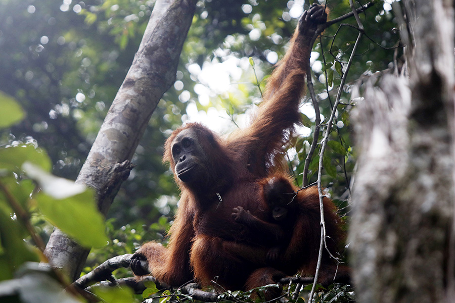 Selain Fisik, Kesehatan Mental Orangutan Harus Diperhatikan. Mengapa?