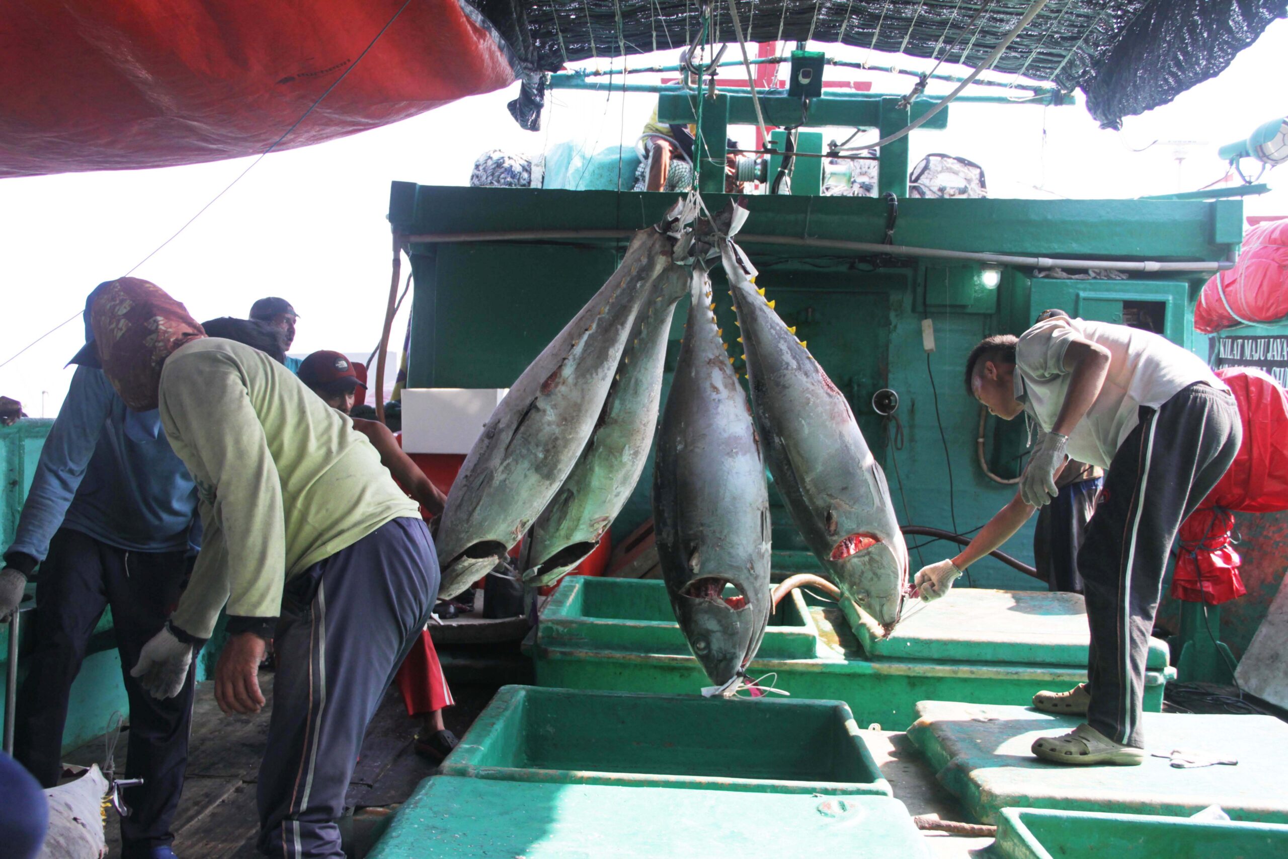 Budi daya Ikan Tuna: Harapan Baru untuk Perikanan Indonesia