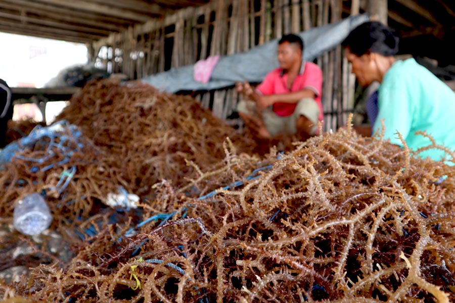 Inilah Perbedaan Rumput Laut dan Lamun yang Sering Dikira Sama