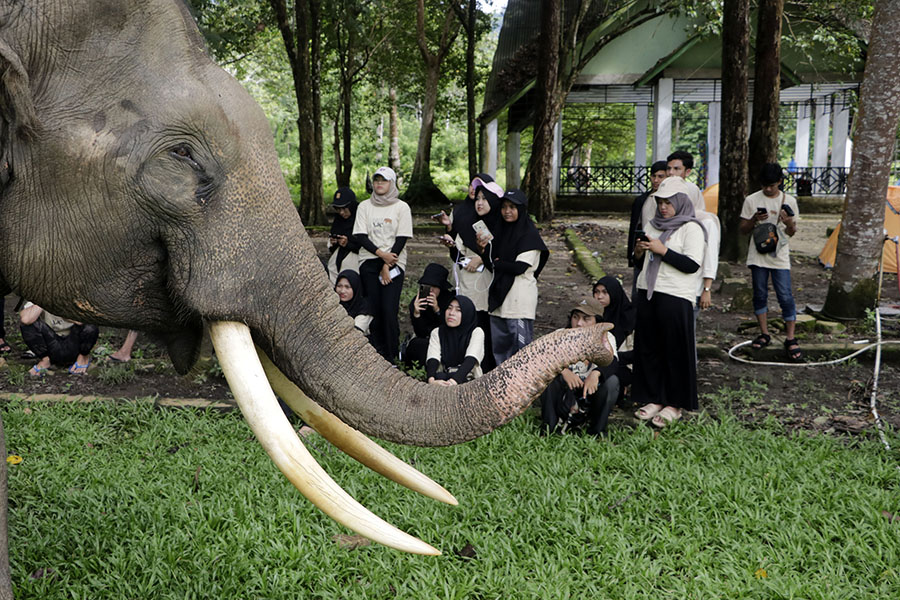 Konflik Manusia dengan Gajah Masih Berlanjut di Aceh