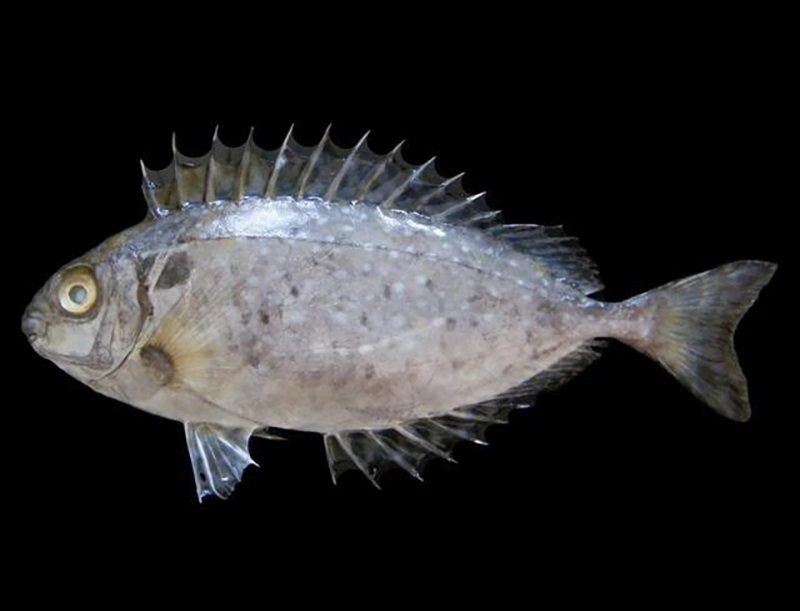 Mengapa Ikan Baronang Dijuluki Ikan Kelinci?