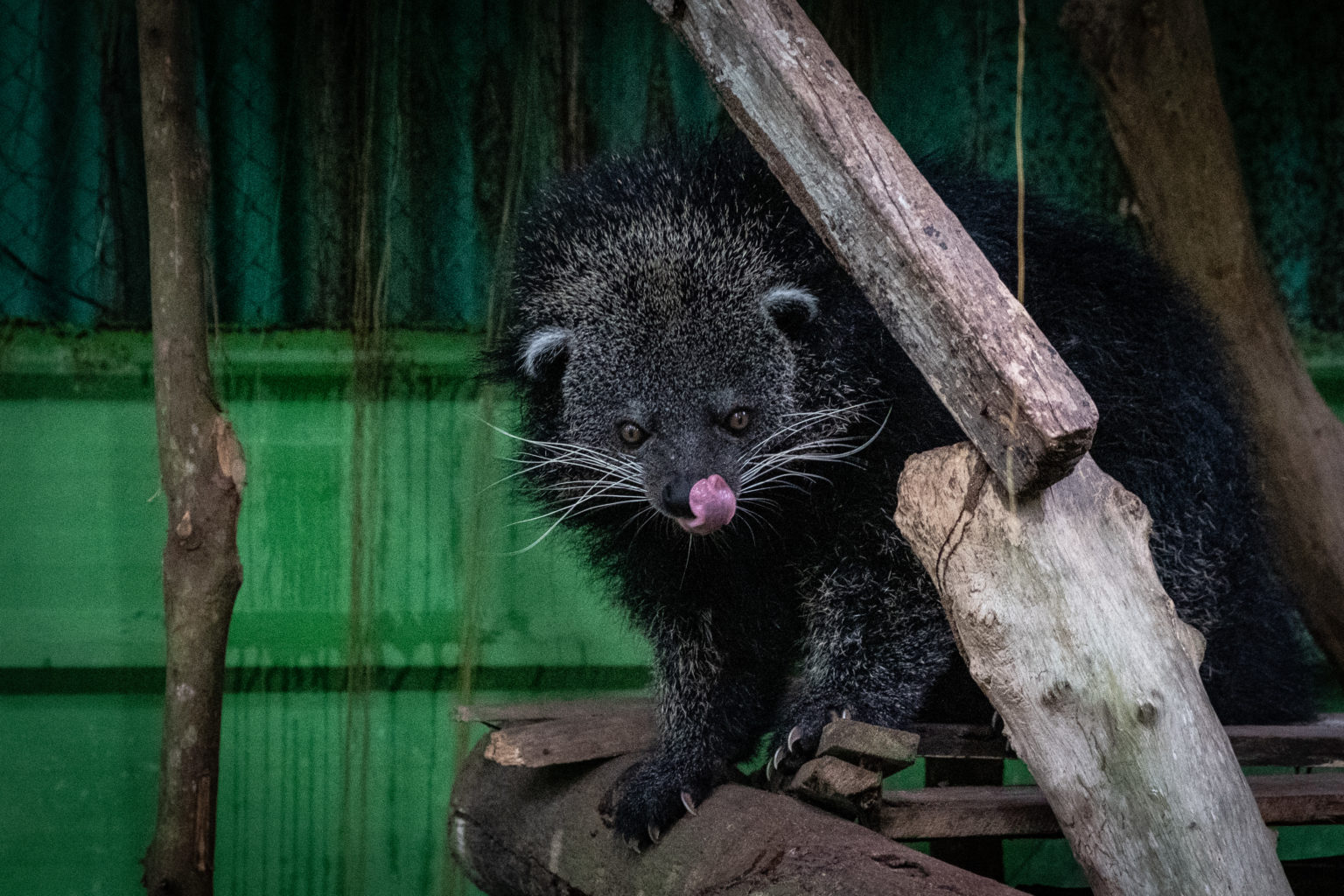 Mewaspadai Perburuan Satwa Liar Dilindungi di Hutan Leuser
