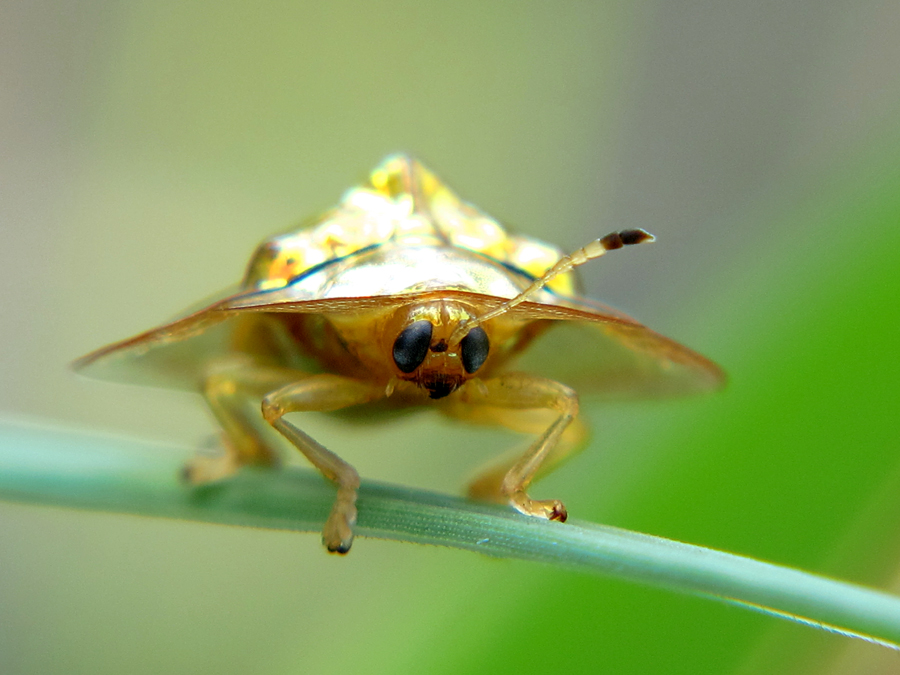 Serangga, Macrography, dan Kesehatan Lingkungan Kota Palembang