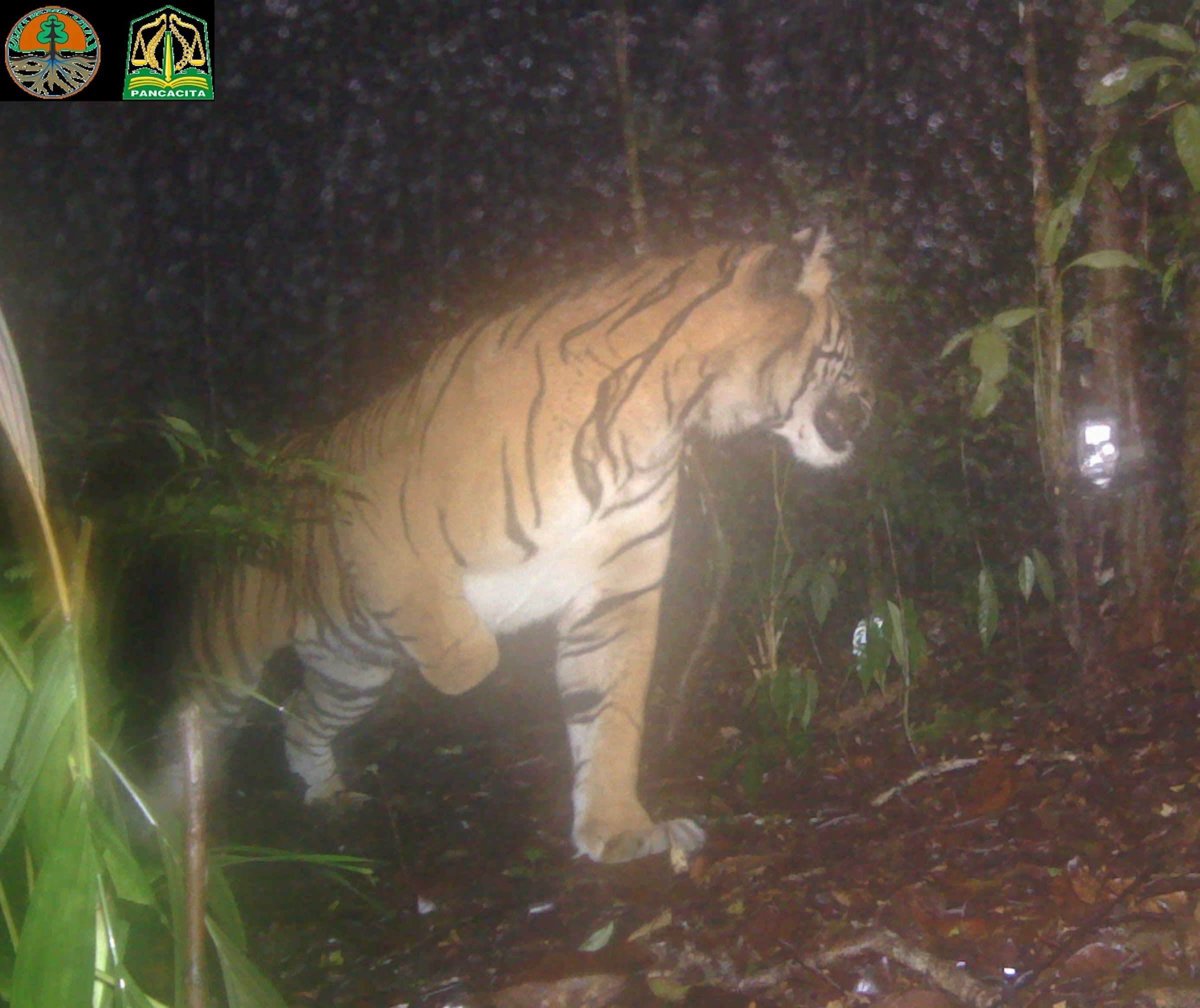 Studi: Harimau Sumatera di Hutan Ulu Masen, Tantangan Kelola Kawasan Jadi Perhatian