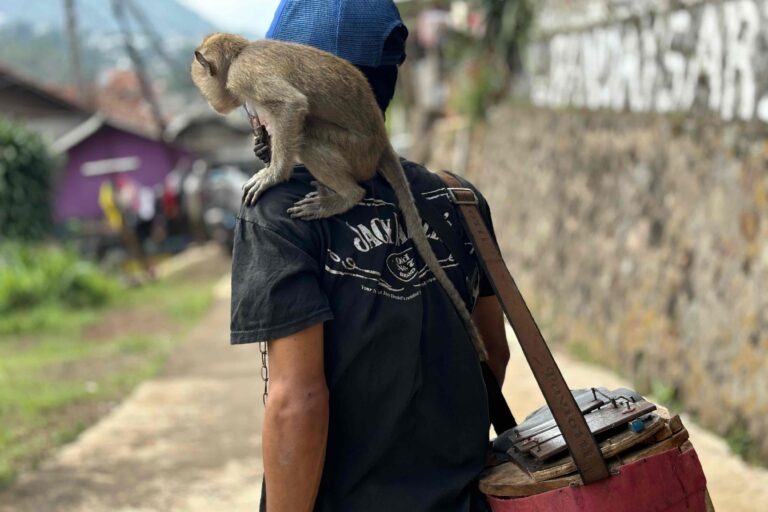 Topeng Monyet Keliling: Jeritan Satwa Atas Nama Ekonomi