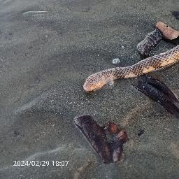 Seberapa Dalam Ular Laut Bisa Menyelam di Lautan?