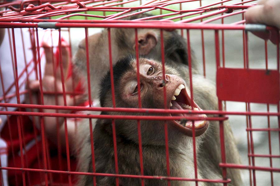 Beruk Bukan Hewan Peliharaan, Biarkan Hidup Liar di Hutan