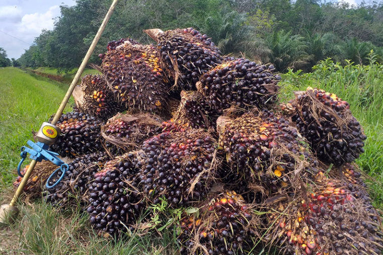 Buruh Perkebunan Sawit Terus Terpinggirkan
