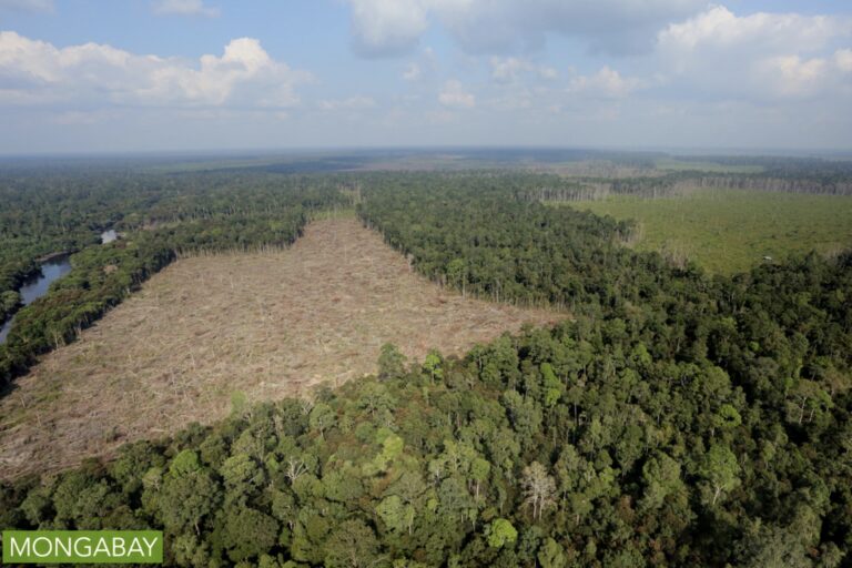 Koalisi Minta DPD Kawal Proyek 20 Juta Hektar Hutan untuk Pangan dan Energi