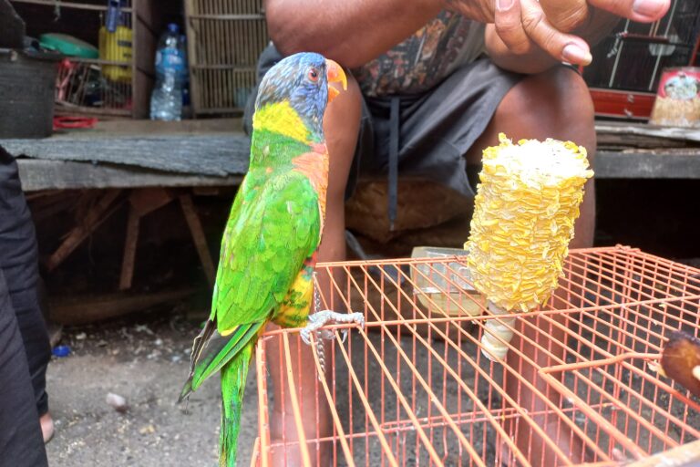 Perdagangan Paruh Bengkok Ilegal Masih Marak di Jakarta