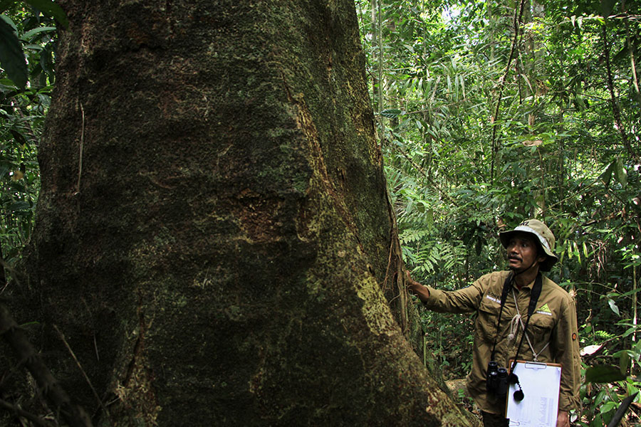 Perpres Penertiban Kawasan Hutan: Solusi atau Bencana Bagi Masa Depan Hutan Indonesia?