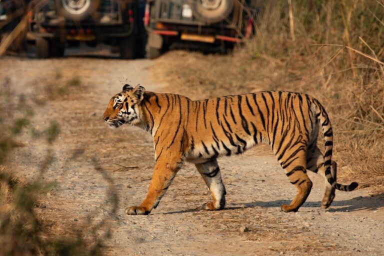 Populasi Harimau India Naik Dua Kali Lipat dalam 10 Tahun: Pelajaran Berharga untuk Indonesia