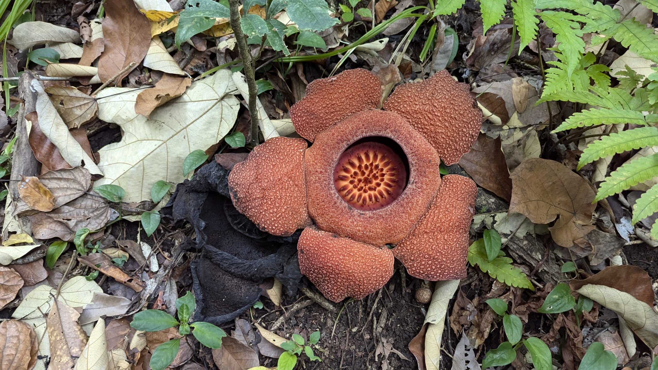 Rafflesia patma, Spesies Langka Rawan Punah dari Pangandaran