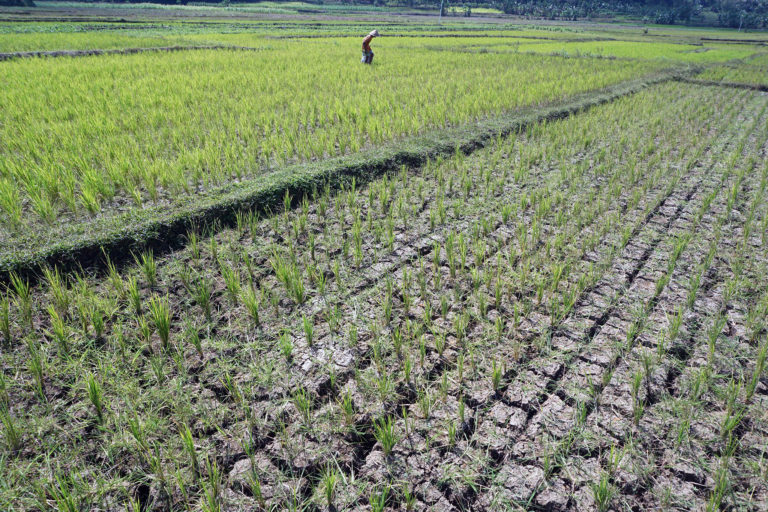 Alih Fungsi Lahan Picu Sumut Alami Krisis Air dan Gagal Panen